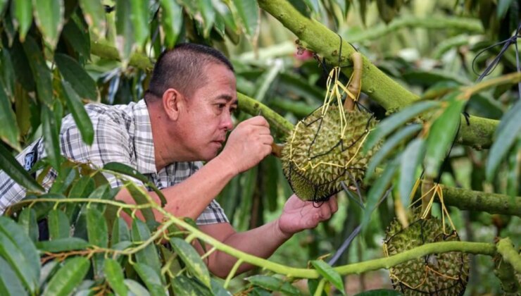 Çin ve Asean Ülkeleri Arasında Durian Sanayisi İttifakı Kuruldu