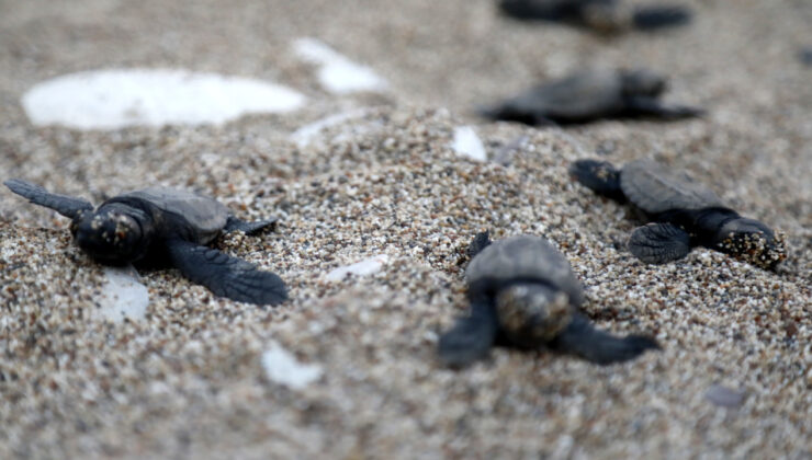 Çıralı Kıyısında Caretta Caretta Nöbeti: Bu Yıl Rekor Bekleniyor