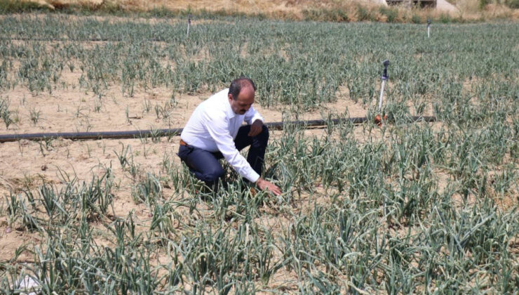 Çorum’da Sağanak Nedeniyle 73 Köydeki Ekili Topraklar Zarar Gördü