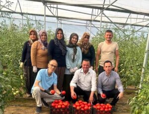 Çorum’un Kargı İlçesinde Serada İlk Hasat Yapıldı