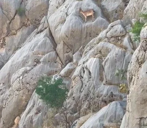 Dağ Keçileri Sincik Boğazında Görüntülendi