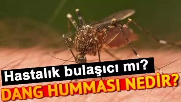 Dang Humması Nedir, Ölümcül Müdür, Nasıl Bulaşır? Dang Humması Beşerden Beşere Geçer Mi?