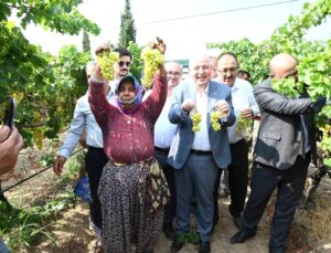 Denizli’de Erkenci Üzüm Hasadı Başladı