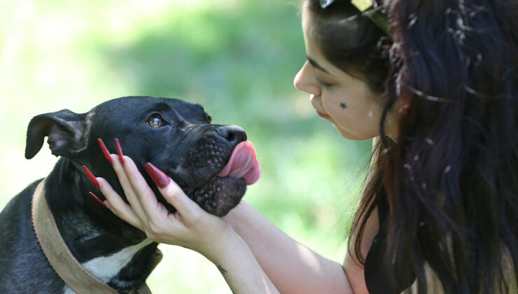 Dumandan Zehirlenen Köpek ‘Tokyo’ Hayata Döndü