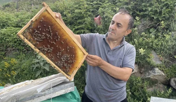 Dünyaca Ünlü Anzer Balı’nın Bu Yıl Kilogram Satış Fiyatı 4 Bin TL Oldu