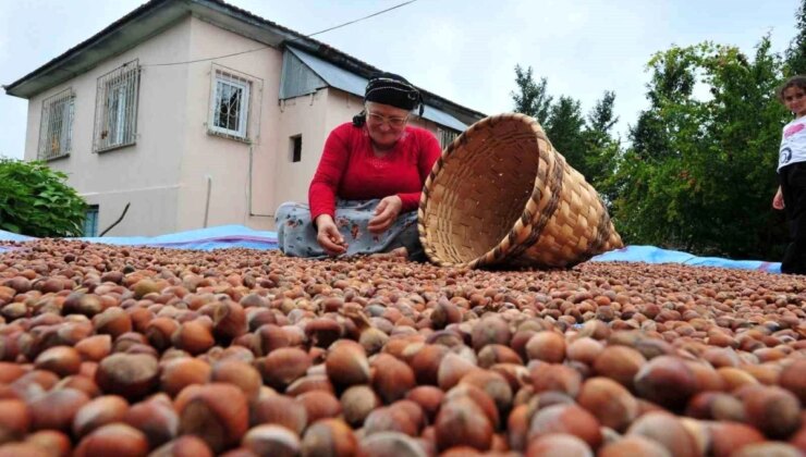 Düzce’den Avrupa Birliği Ülkelerine 6 Bin 40 Ton Fındık İhraç Edildi