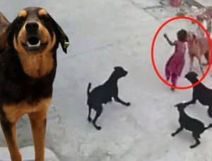 Düzenlemeden Yeni Detaylar! Köpek Toplamayan Belediye Başkanına Üç Yıla Kadar Hapis