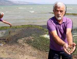 Eğirdir’de Binlerce Ölü Kabuklu Su Canlısı Kıyıya Vurdu