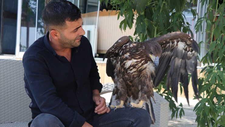 Elazığ’da Bitkin Halde Bulduğu Kartal Yavrusuna Çocuğu Gibi Bakıyor