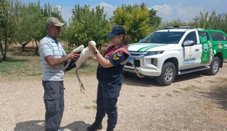 Elazığ’da Yaralı Leylek, Koruma Altına Alındı