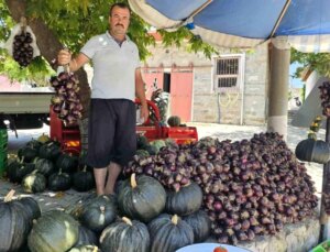 Erdek’te Kapıdağ Mor Soğanı Hasadı Başladı