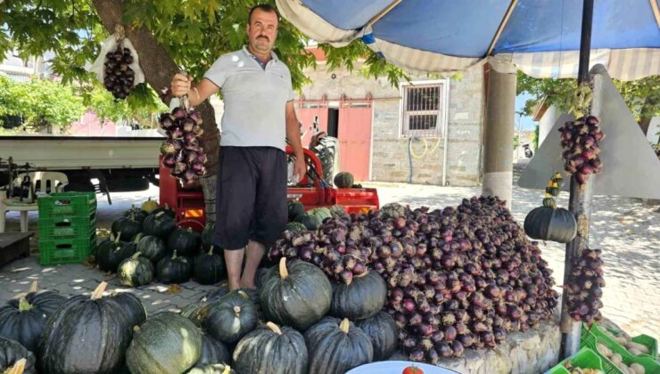 Erdek’te Kapıdağ Mor Soğanı Hasadı Başladı