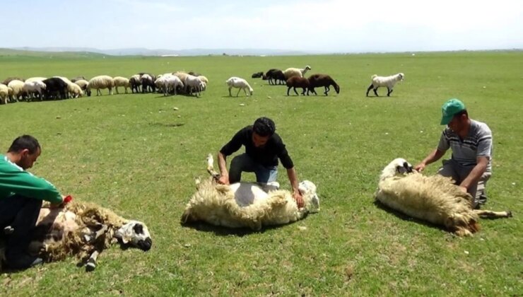 Erzincan’da Yaylalarda Koyun Kırkımı Devam Ediyor