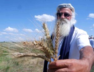 Erzurum’da Yeni Bir Ekmeklik Buğday Çeşidi Geliştirildi