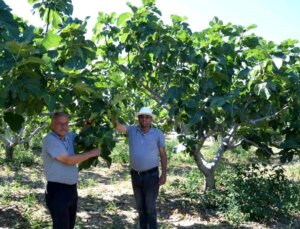 Eserli Mahallesi’nde İncir Rekoltesi Artıyor