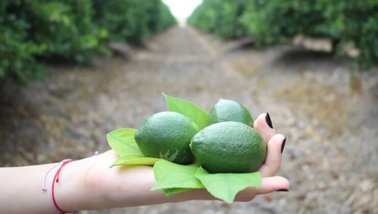 Fahiş Limon Fiyatlarına Karşı Müdahale Edilecek