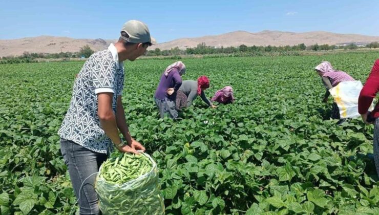 Fasulyenin Fiyatı Üreticileri Üzdü