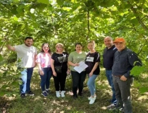 Fındıkta Rekolte Karadeniz’in Doğusunda Yükseldi, Batısında Düştü