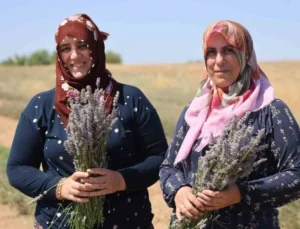 Gelin-Görümce Sırt Sırta Verdi, Lavanta Bahçesi Kurdu