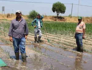 Gençlerin Masa Başı İş Sevdası Türk Tarımına Alarm Verdiriyor