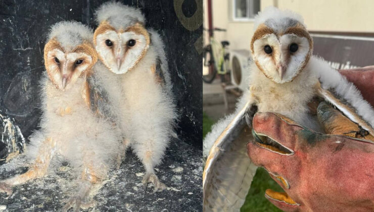 Giresun’da Bahçede Bulunan 2 Baykuş Yavrusu Koruma Altına Alındı