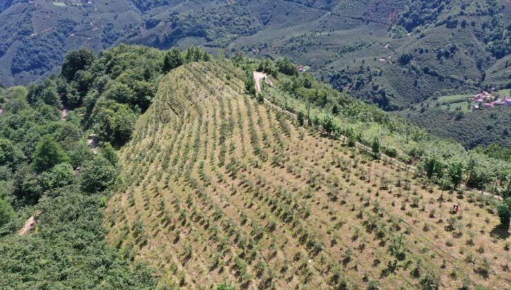 Giresun’da Devlet Takviyesiyle Maviyemiş Üretimi ve Çiftçinin Yararı Arttı