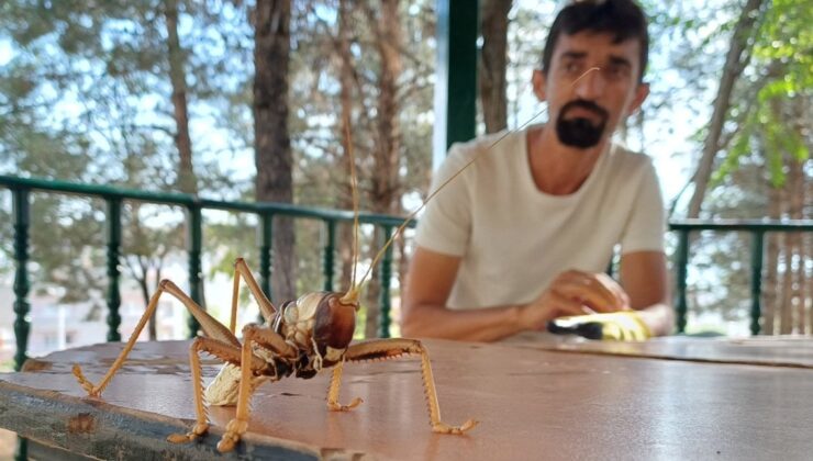 Gören Korkuyor Ama O Tarlaların 25 Cm’lik Bilinmeyen Kahramanı