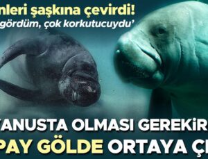 Görenleri Şaşkına Çevirdi! Okyanusta Olması Gerekirken Yapay Gölde Ortaya Çıktı… ‘İlk Kez Gördüm, Çok Korkutucuydu’