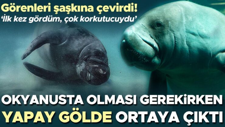 Görenleri Şaşkına Çevirdi! Okyanusta Olması Gerekirken Yapay Gölde Ortaya Çıktı… ‘İlk Kez Gördüm, Çok Korkutucuydu’