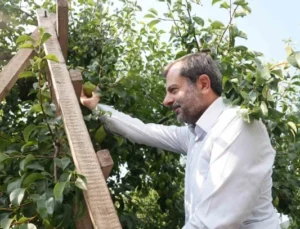 Gürsu Armudunu Faydalı Böcekler Koruyor