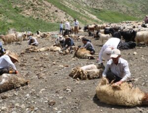 Hakkari’de Koyun Kırkma Şenliği