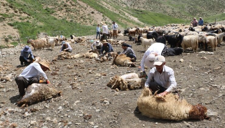 Hakkari’de Koyun Kırkma Şenliği