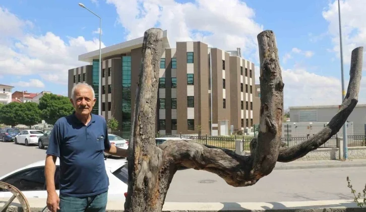 Hali Dikkatini Çekti, Kestirip Bahçesinde Yıllarca Koruma Etti