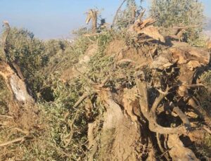 Hatay Ballıöz’de Depremzedenin Tapulu Yeri Talan Edildi