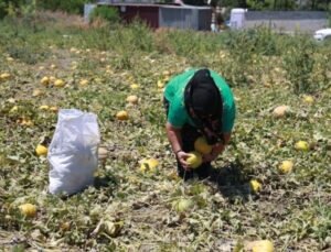 Hataylı Çiftçi Bereketli Kavun Hasatında Son Mahsulü Depremzedelere Dağıttı