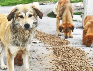 Hayvan Sever Dernekleriyle Mama Üreten Firmalar Aynı Şahıslara Ait Çıktı