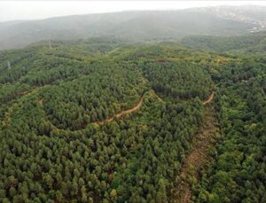 İklim Krizi Yangın Rejimini Değiştirirken Orman Yangınları Isınmayı Artırıyor