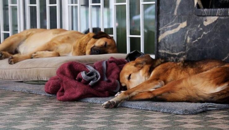 İmzaya Açıldı: İşte AKP’nin “Uyutma” Adı Altında Sokak Köpeklerinin Öldürülmesinin Önünü Açan Yasa Teklifinin Son Hali