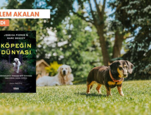 İnsansız Bir Dünyada Köpekler Ne Yapardı?