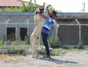 İri Cüssesiyle Nam Salan Aksaray Malaklısı İnsan Uzunluğunu Geçiyor