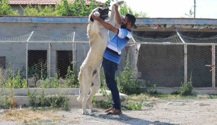 İri Cüssesiyle Nam Salan Aksaray Malaklısı İnsan Uzunluğunu Geçiyor