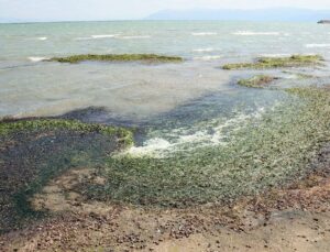 Isparta Eğirdir Gölü’ndeki Kirlilik Su Canlılarını Öldürdü