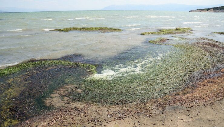 Isparta Eğirdir Gölü’ndeki Kirlilik Su Canlılarını Öldürdü