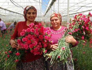 Isparta’da Hasat Edilen Karanfiller Avrupa Ülkelerine İhraç Ediliyor