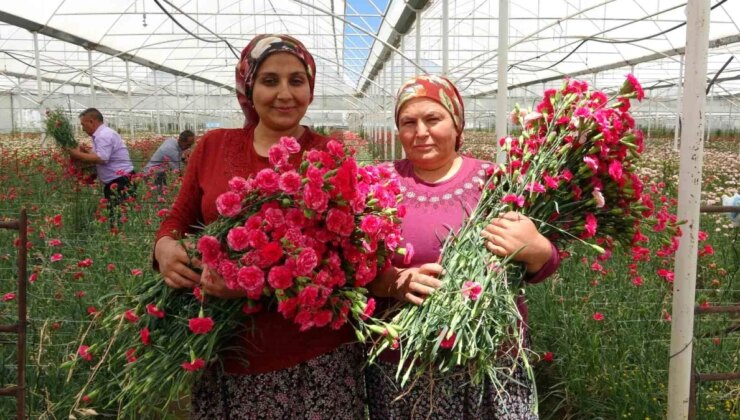 Isparta’da Hasat Edilen Karanfiller Avrupa Ülkelerine İhraç Ediliyor