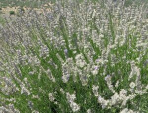 Isparta’da Lavanta Bahçelerinde Hasat Başladı