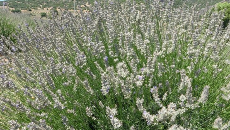 Isparta’da Lavanta Bahçelerinde Hasat Başladı