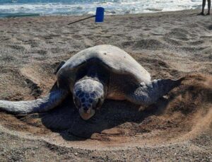 İzmir’de Kıyıya Vuran Caretta Caretta Tedavi Altına Alındı