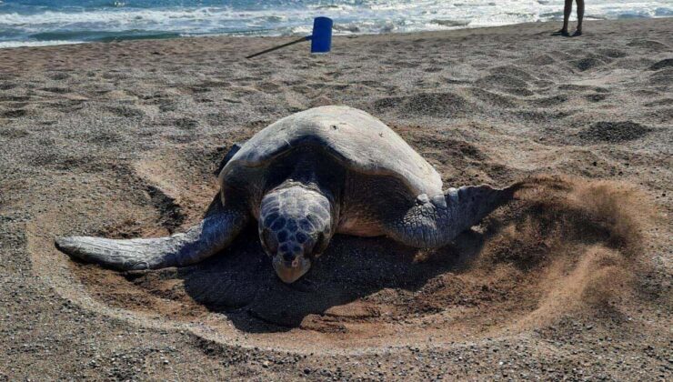 İzmir’de Kıyıya Vuran Caretta Caretta Tedavi Altına Alındı