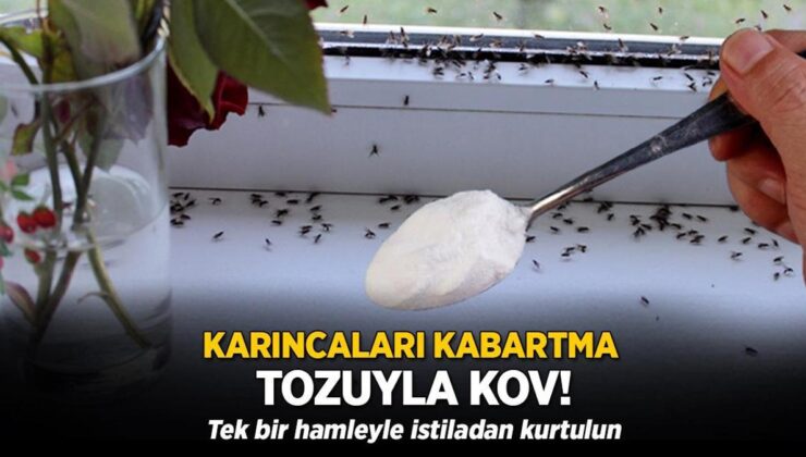 Kabartma Tozuyla Karınca Kovun! Tek Bir Atakla İstiladan Kurtulun